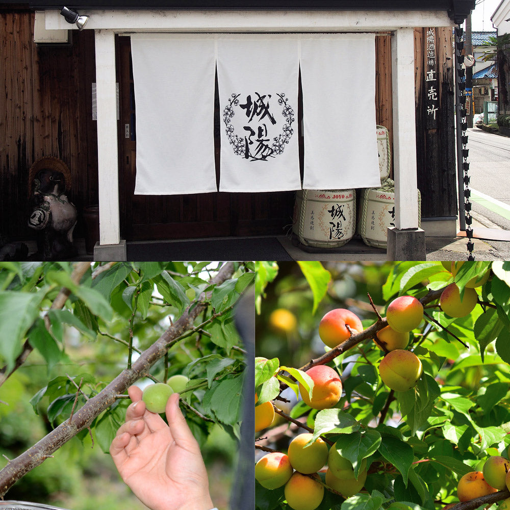 感謝状の梅酒 名前入り彫刻  城州 720ml 京都の地酒 会社表彰 送別 退職祝い